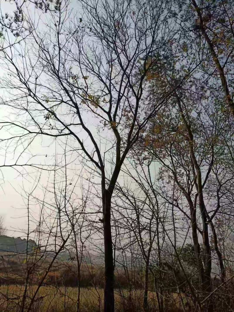 黄连木10一30公分，大量有货，各种规格的齐全，欢迎合作