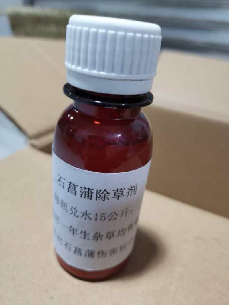 安徽野生的石菖蒲统个
