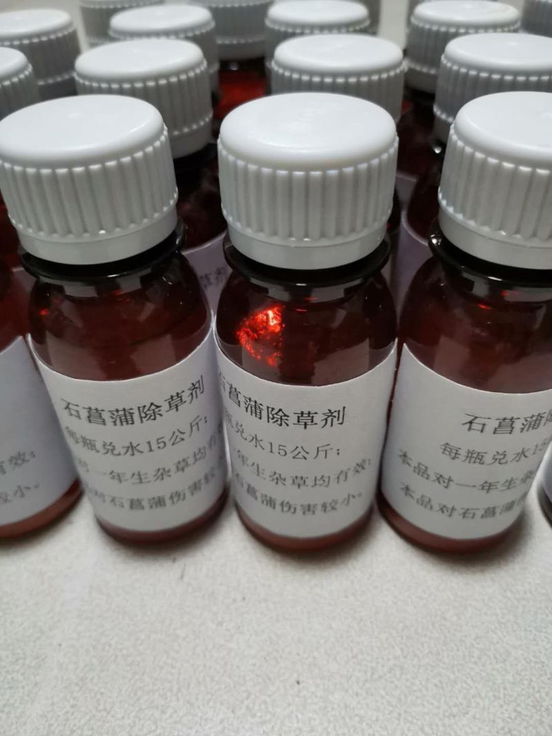 安徽野生的石菖蒲统个