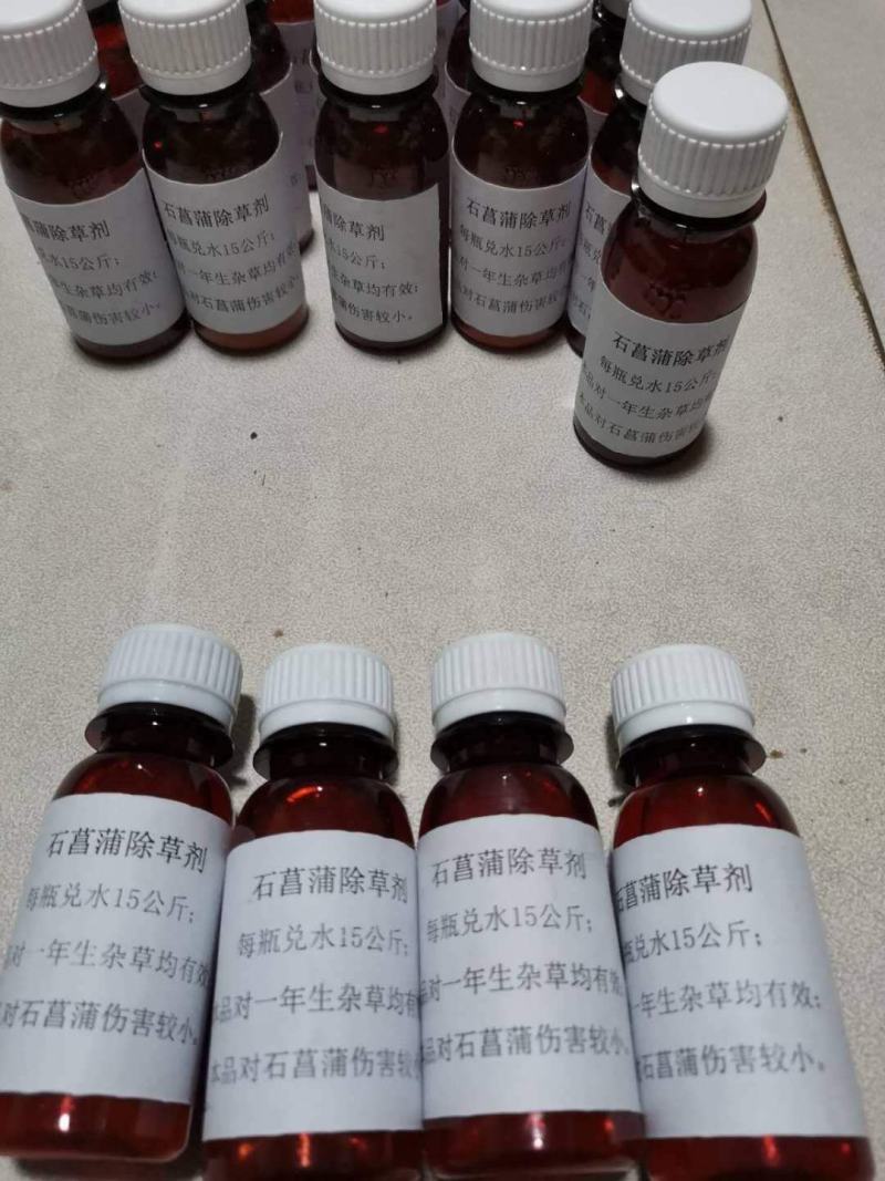 安徽野生的石菖蒲统个