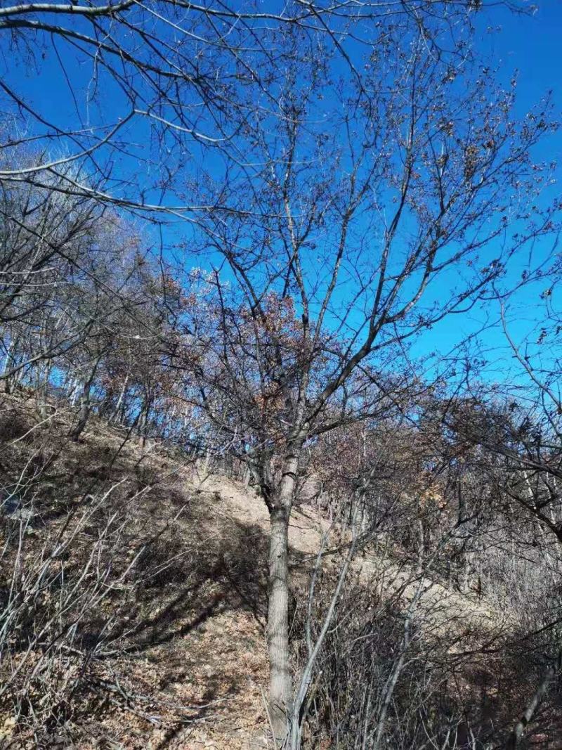 黄连木10一30公分，大量有货，各种规格的齐全，欢迎合作