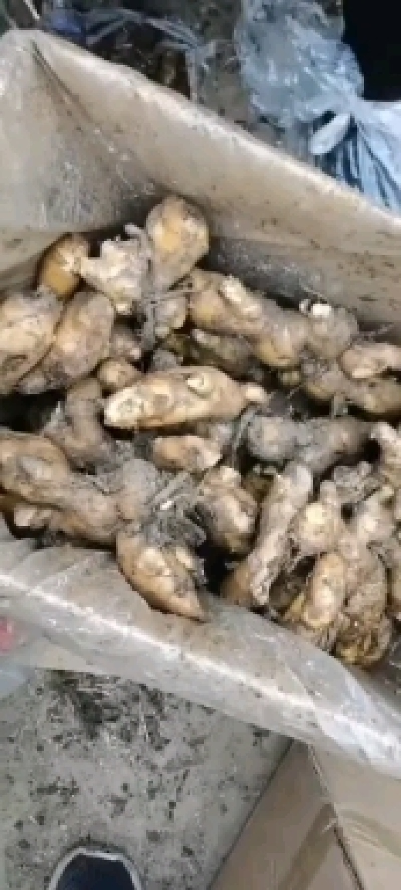 大姜，窖存大姜，新鲜大姜，圆头姜，安丘市大姜