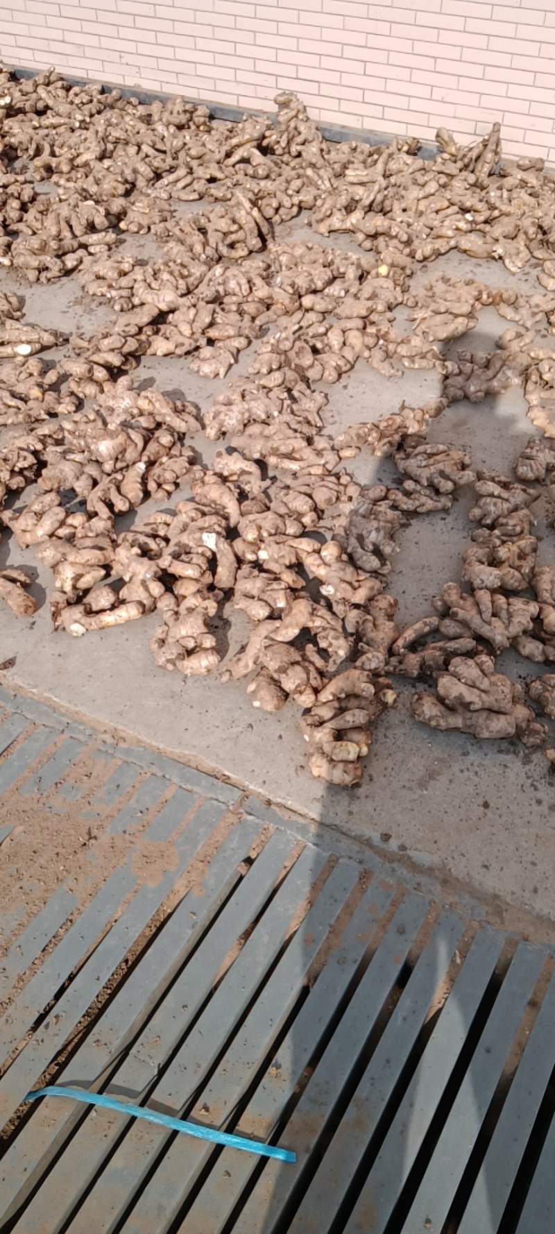 大姜，窖存大姜，新鲜大姜，圆头姜，安丘市大姜