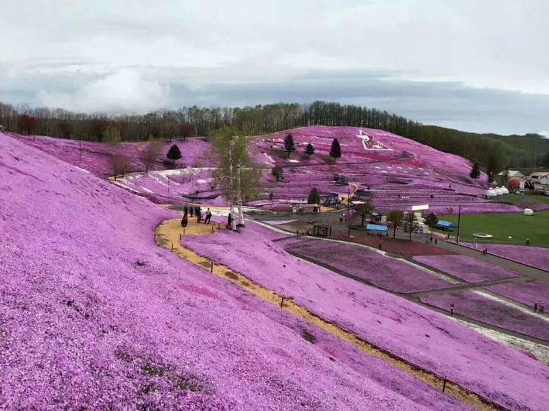 芝英丛生福禄考达理尔夏冬季长绿春秋季节地毯式开花