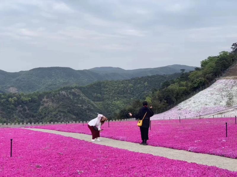 芝英丛生福禄考达理尔夏冬季长绿春秋季节地毯式开花