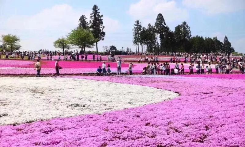 芝英丛生福禄考达理尔夏冬季长绿春秋季节地毯式开花