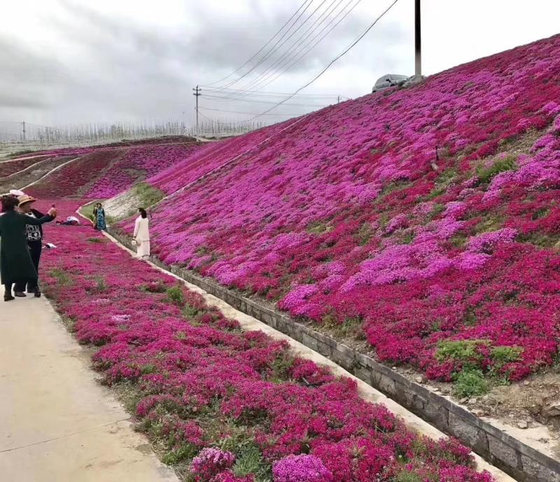 芝英丛生福禄考达理尔夏冬季长绿春秋季节地毯式开花