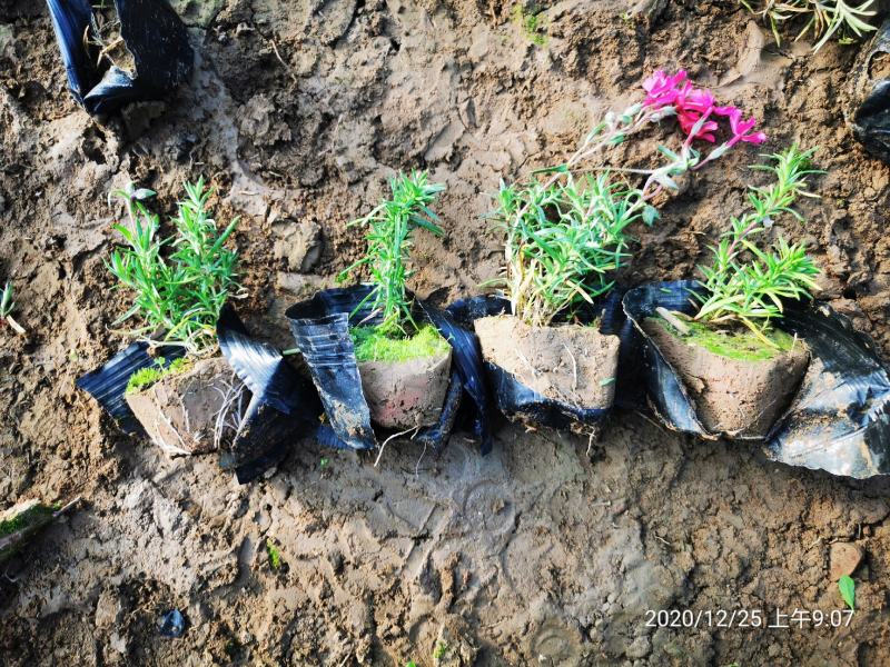 芝英丛生福禄考达理尔夏冬季长绿春秋季节地毯式开花
