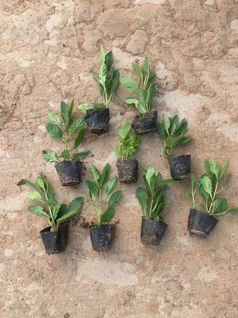 山东青州杰润花卉马鞭草携带团队打造花海一条龙服务