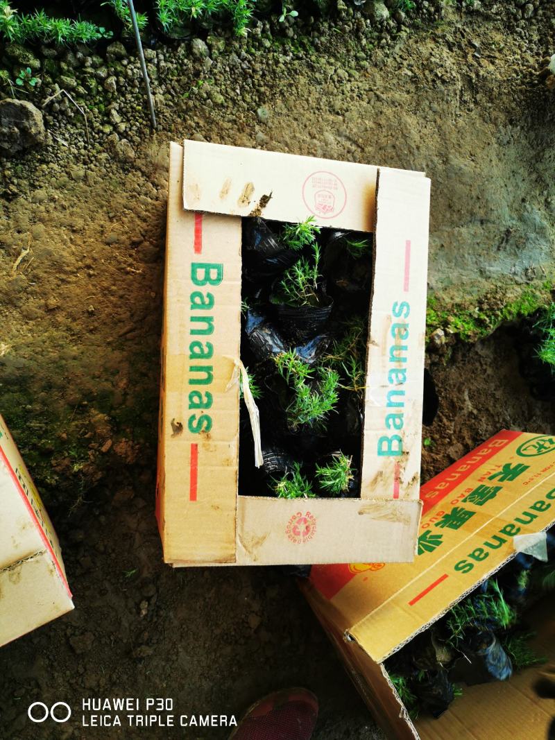 芝英丛生福禄考达理尔夏冬季长绿春秋季节地毯式开花