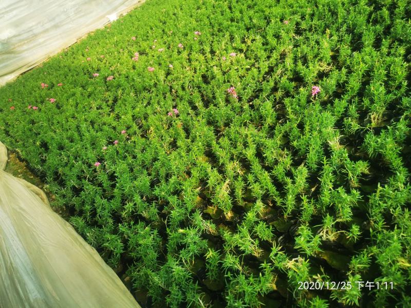 芝英丛生福禄考达理尔夏冬季长绿春秋季节地毯式开花
