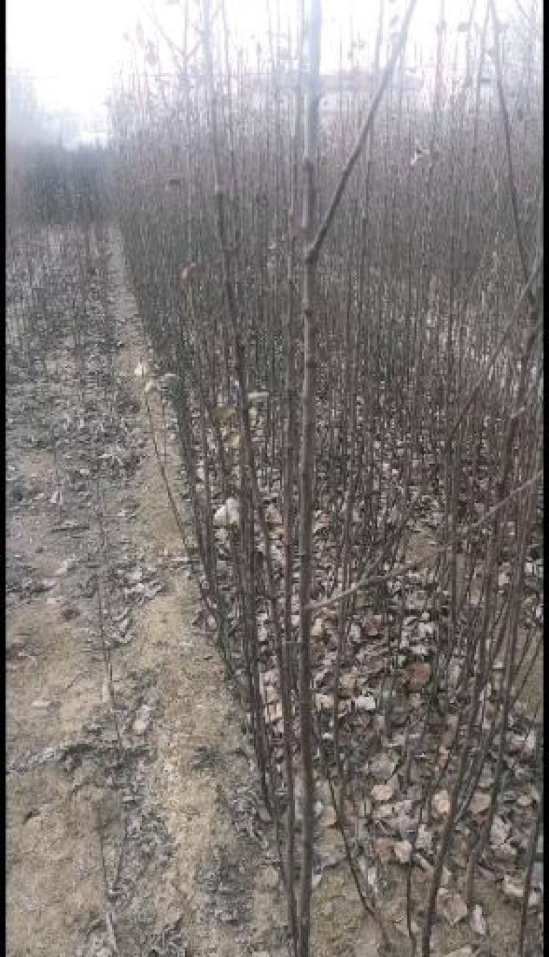 3公分苹果树苗价格富士藤木烟福八苹果树苗