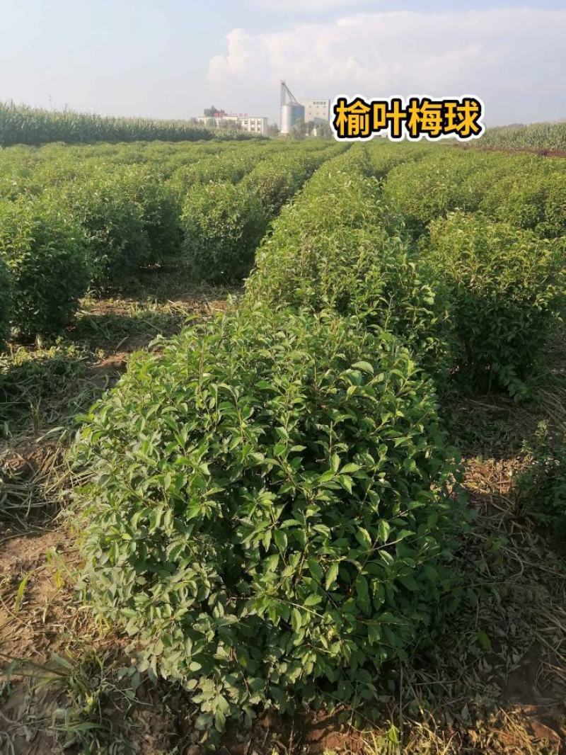 河北榆叶梅球，河北榆叶梅球供应