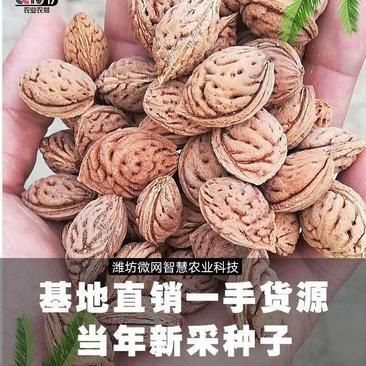 桃树种子山东潍坊微网智慧农业供保质包邮