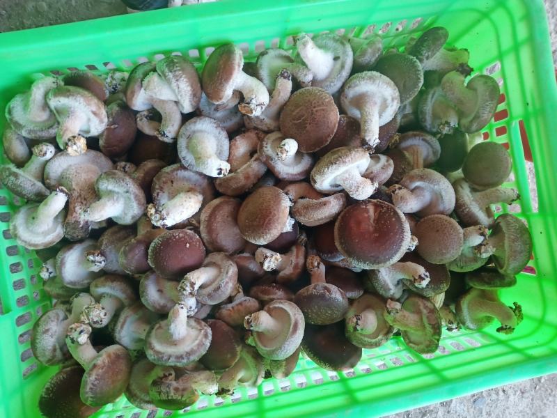 河北省邢台县太行山香菇合作社
