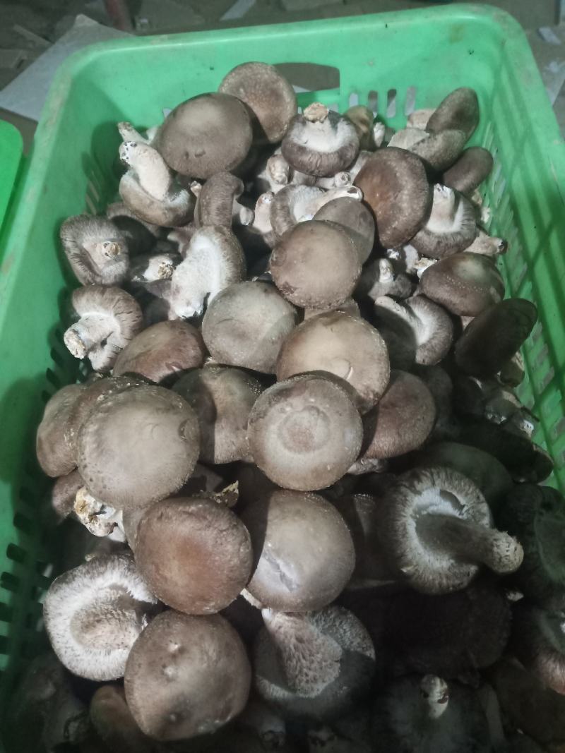 河北省邢台县太行山香菇合作社