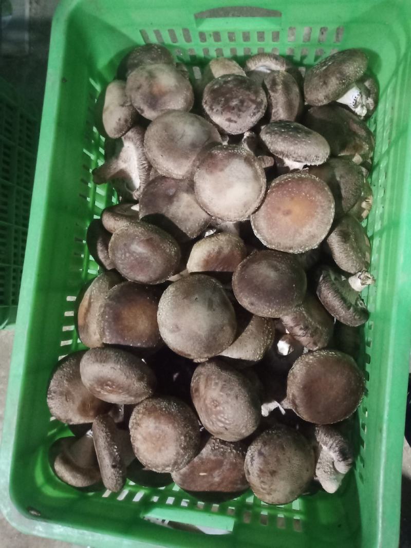 河北省邢台县太行山香菇合作社
