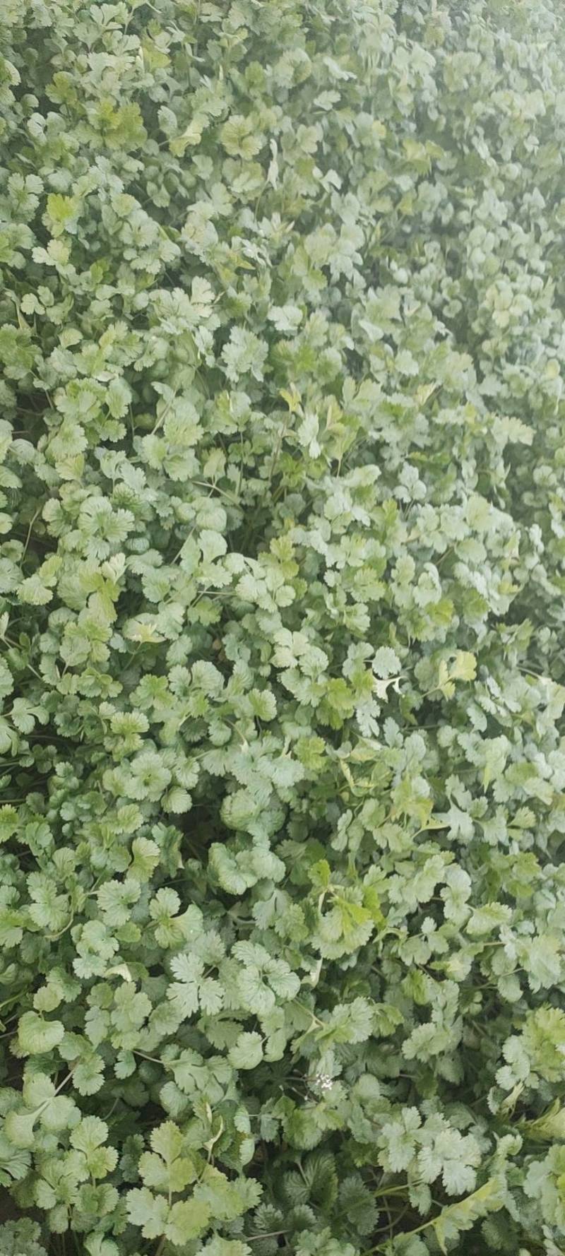 来看看来看看呗买点回家