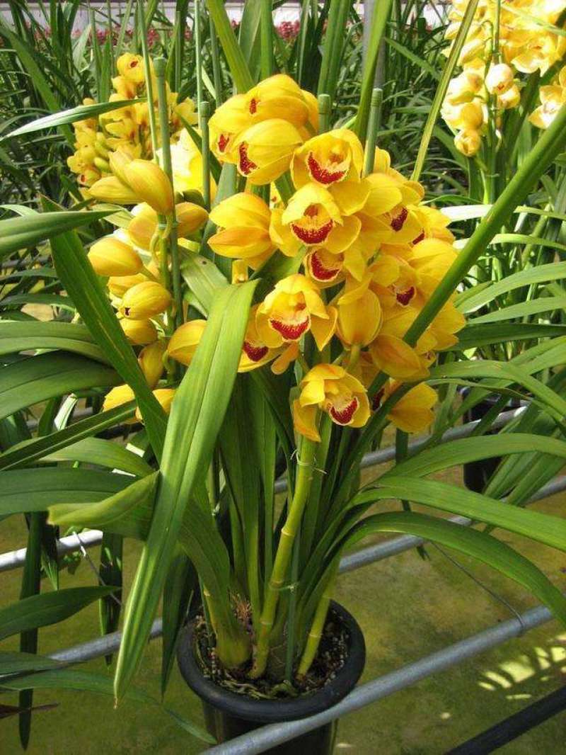 大花蕙兰兰带花苞办公室客室内盆栽盆景绿植花卉春节鲜花