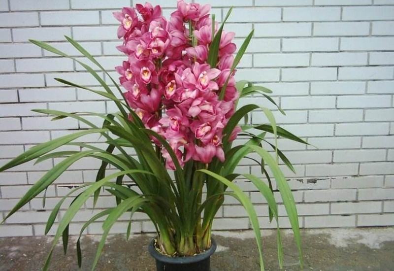 大花蕙兰兰带花苞办公室客室内盆栽盆景绿植花卉春节鲜花