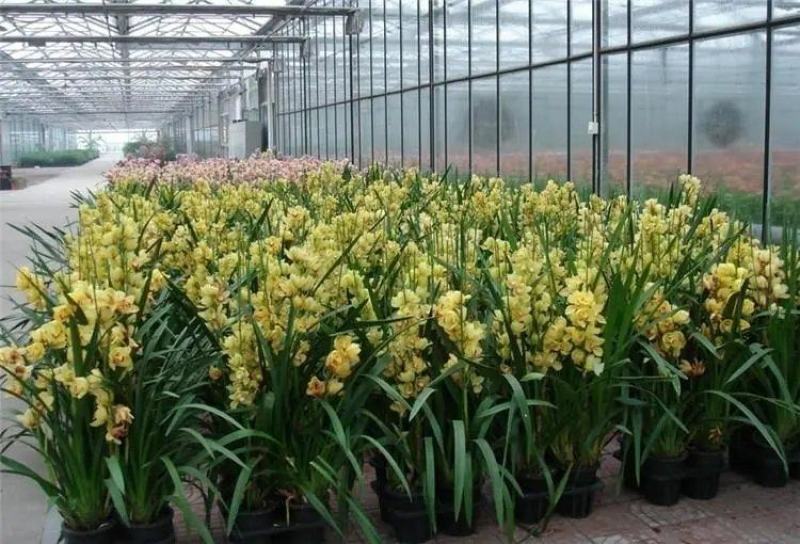 大花蕙兰兰带花苞办公室客室内盆栽盆景绿植花卉春节鲜花