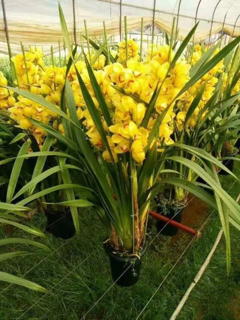大花蕙兰兰带花苞办公室客室内盆栽盆景绿植花卉春节鲜花