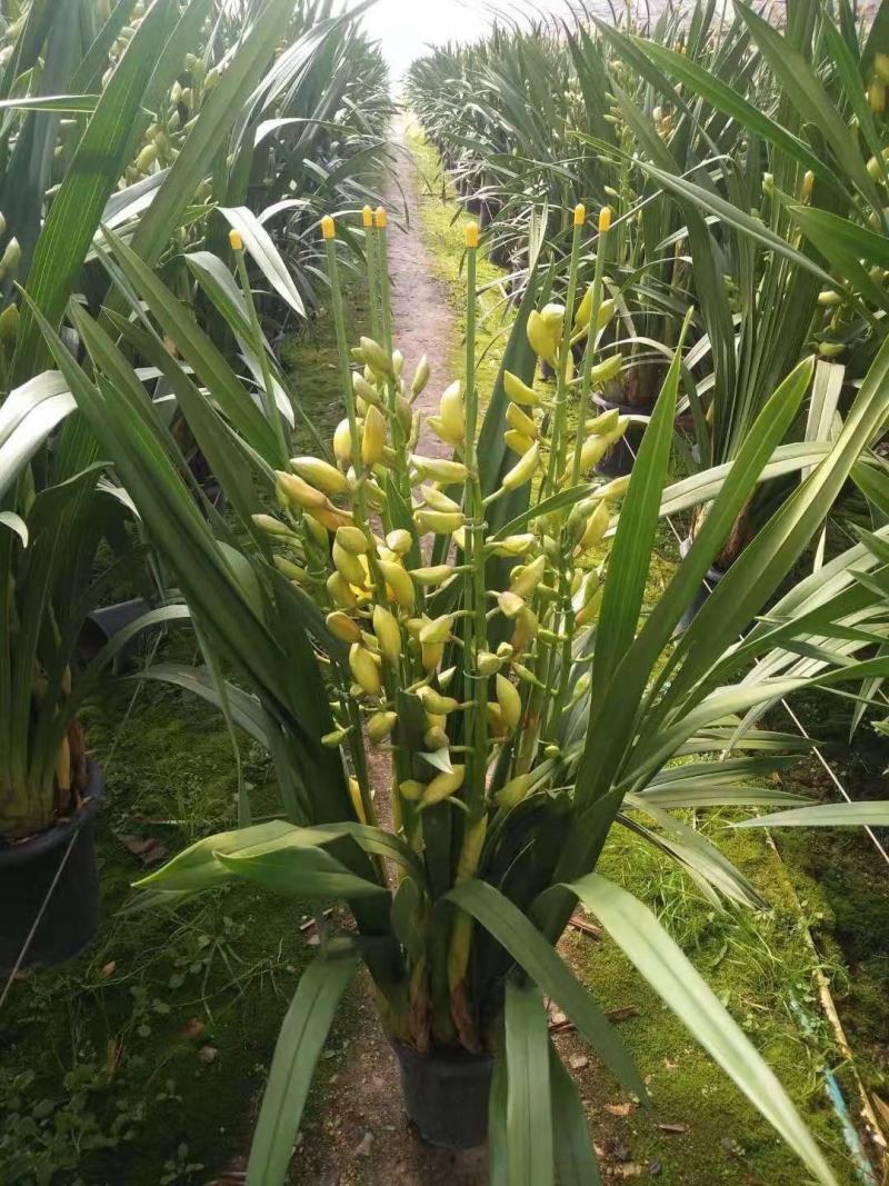 大花蕙兰兰带花苞办公室客室内盆栽盆景绿植花卉春节鲜花