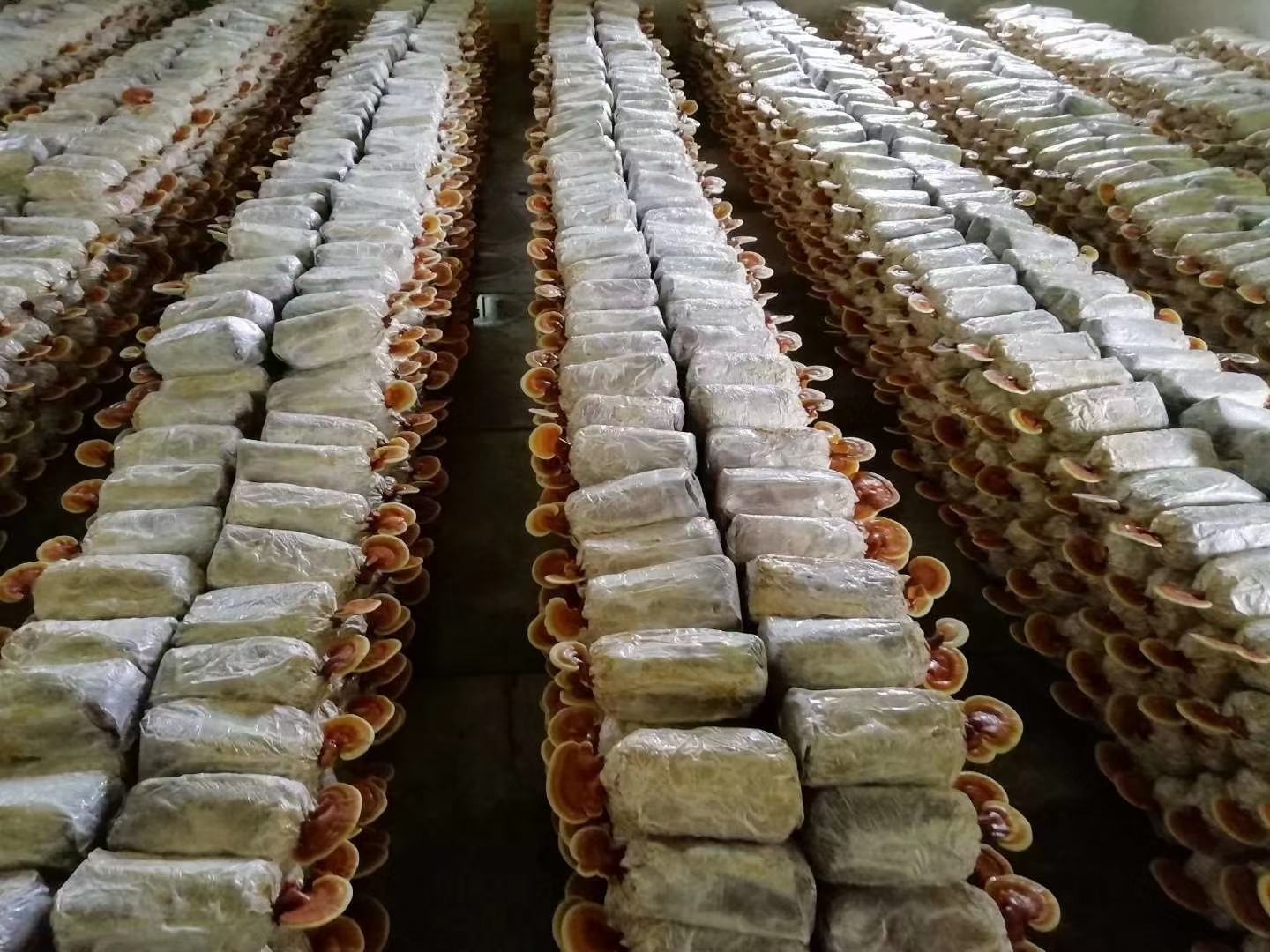 图片说明:现代化大棚内正在生长的赤灵芝菌包 赤灵芝种植场景