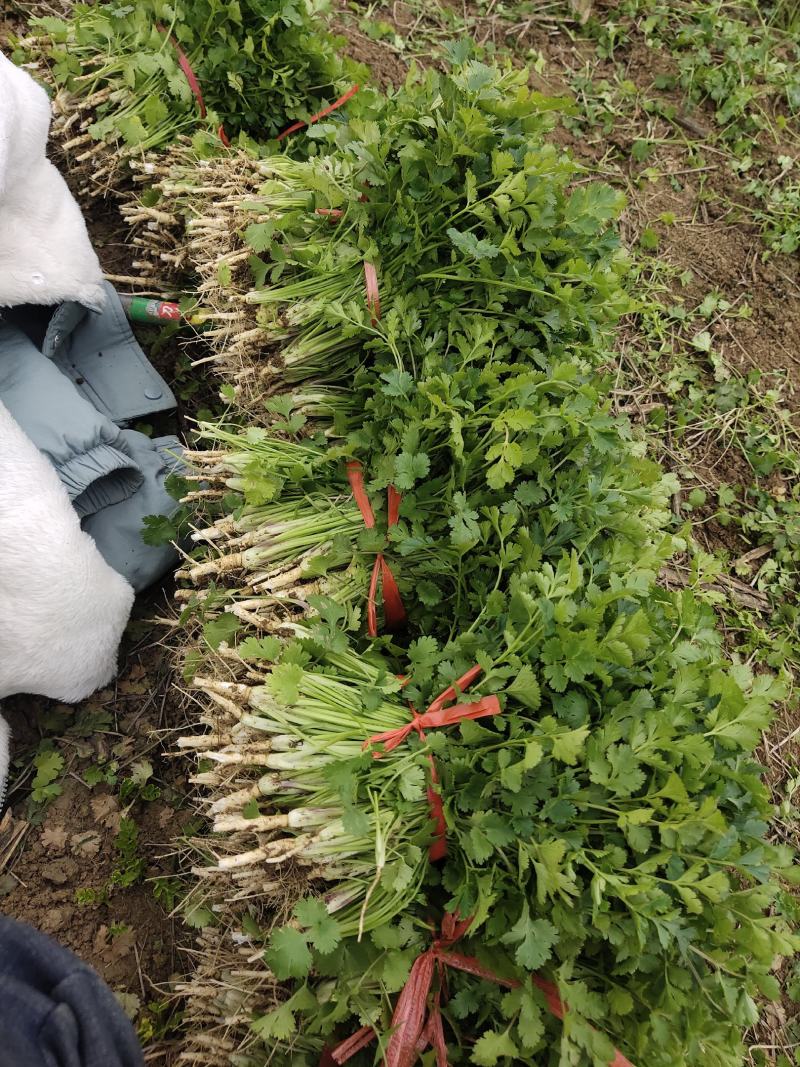 铁杆青小叶香菜，基地直供，大量出货