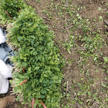 铁杆青小叶香菜，基地直供，大量出货
