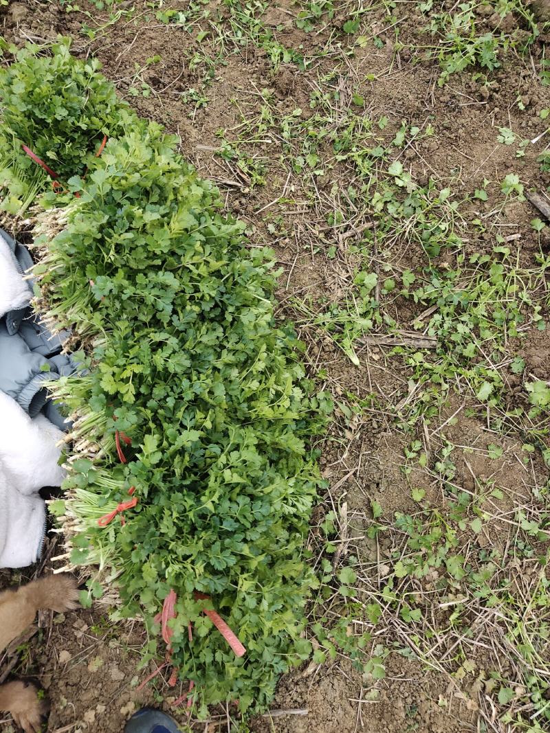 铁杆青小叶香菜，基地直供，大量出货