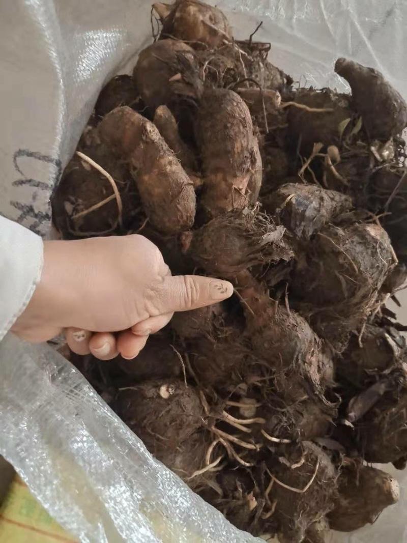 浙江金华脱毒高产芋头种子包品种包成活包技术发全国