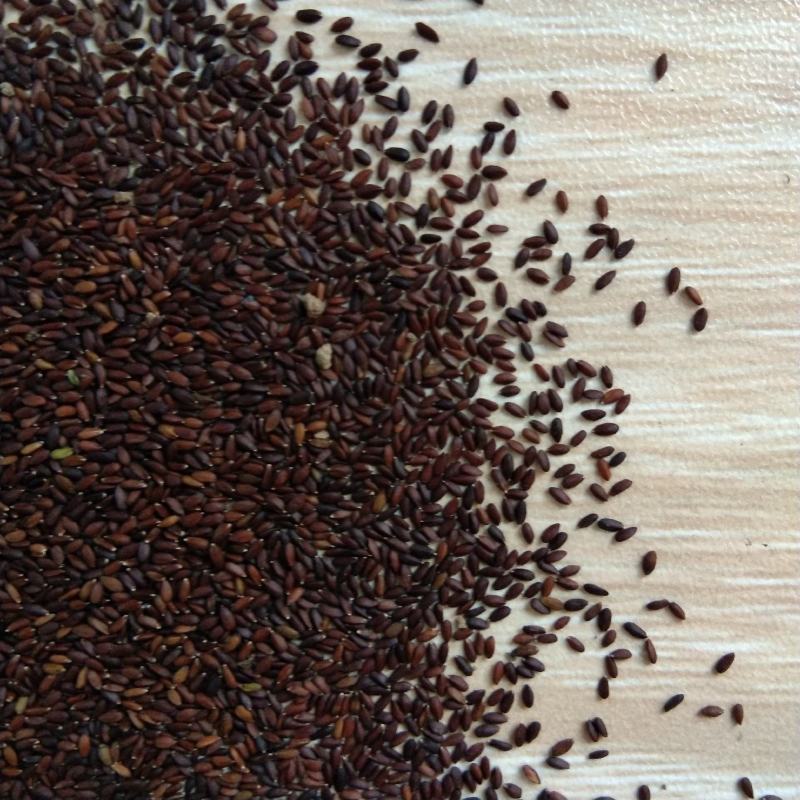 出售新产荆芥种子荆芥籽一年生可在线交易
