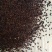 出售新产荆芥种子荆芥籽一年生可在线交易