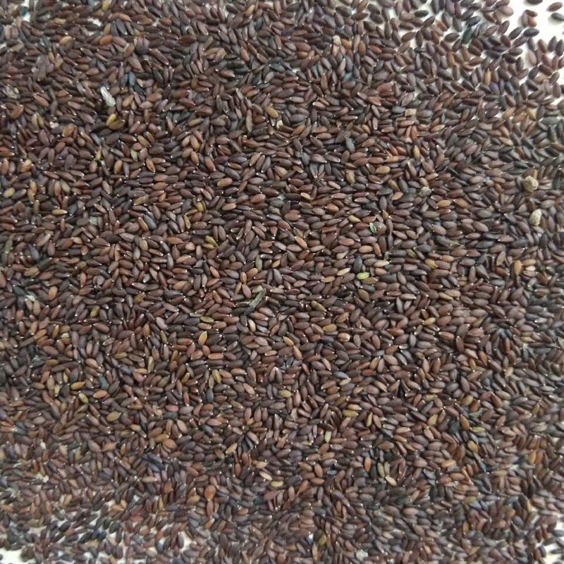 出售新产荆芥种子荆芥籽一年生可在线交易