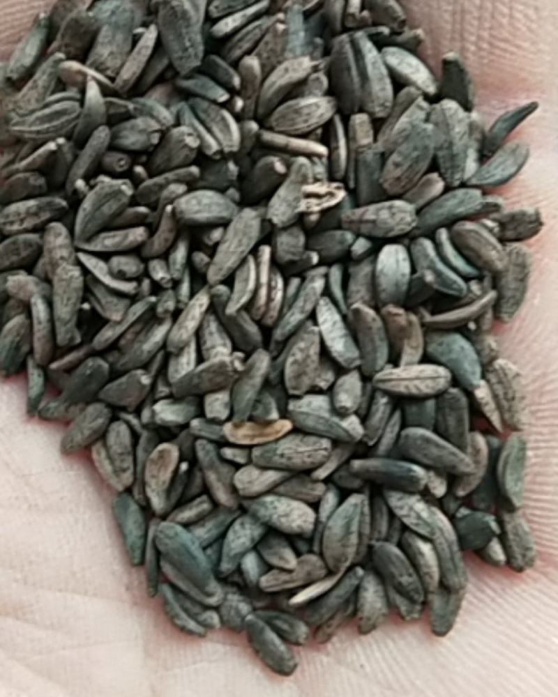 新产大力子种子牛蒡子种子大力子多年生可在线交易