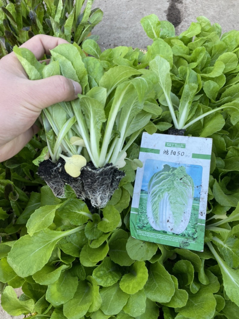 大白菜苗，抗病好，产量高，基地直供，价优