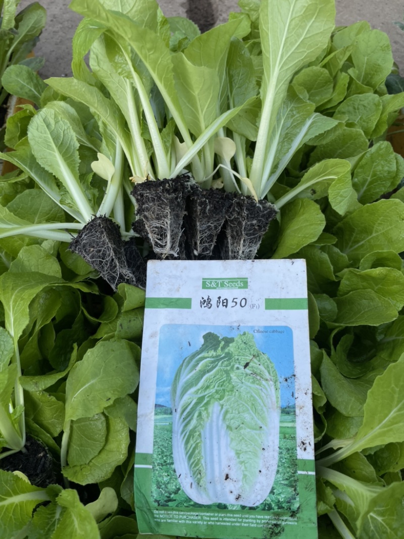 大白菜苗，抗病好，产量高，基地直供，价优