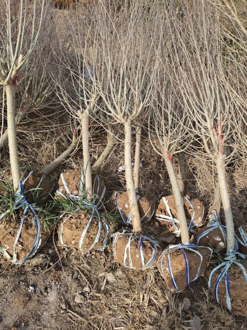 木槿4公分木槿带土球上车家15元一颗！可视频看货选货