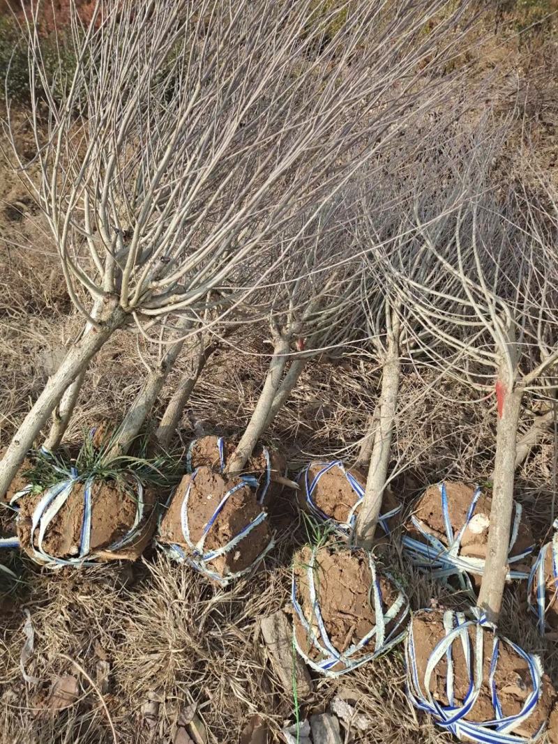 木槿4公分木槿带土球上车家15元一颗！可视频看货选货