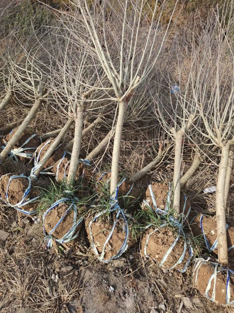 木槿4公分木槿带土球上车家15元一颗！可视频看货选货