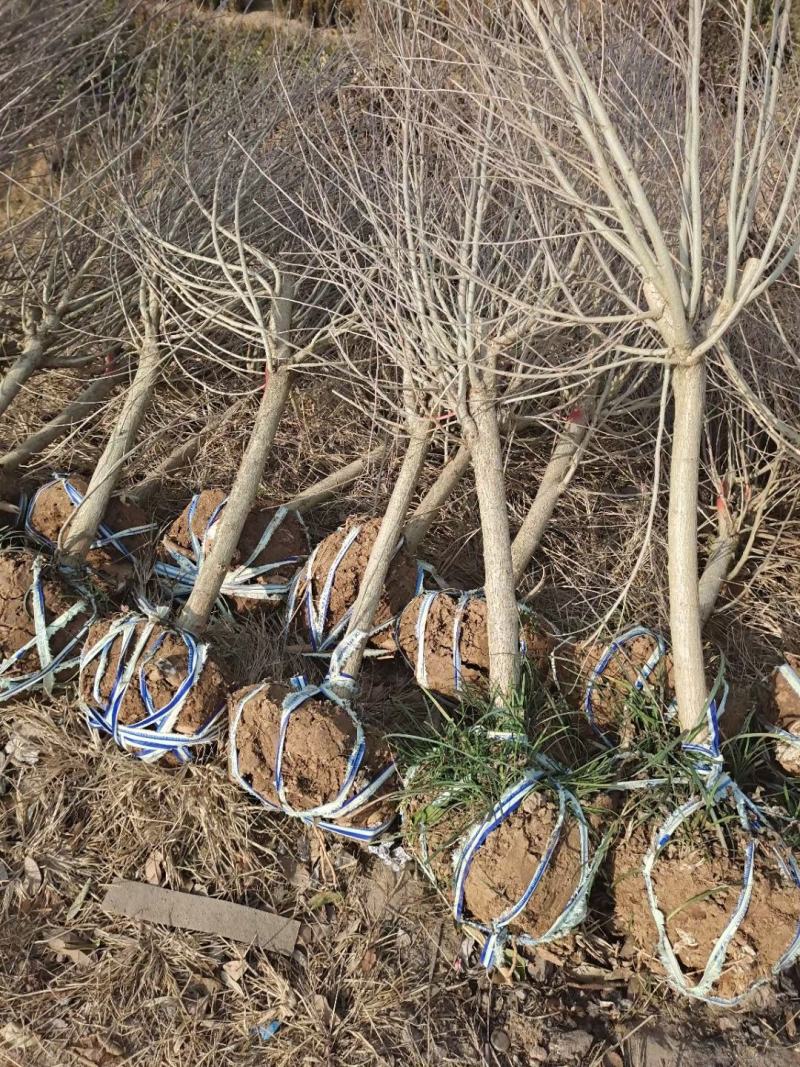 木槿4公分木槿带土球上车家15元一颗！可视频看货选货