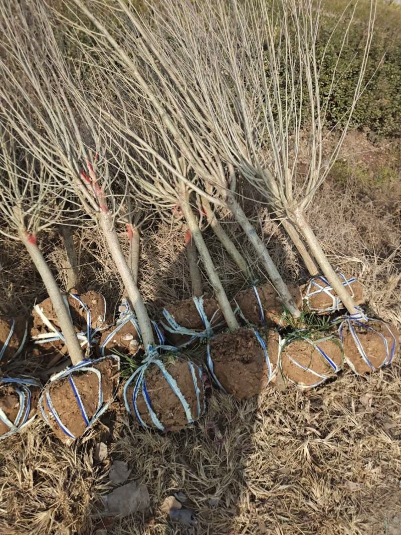 木槿4公分木槿带土球上车家15元一颗！可视频看货选货