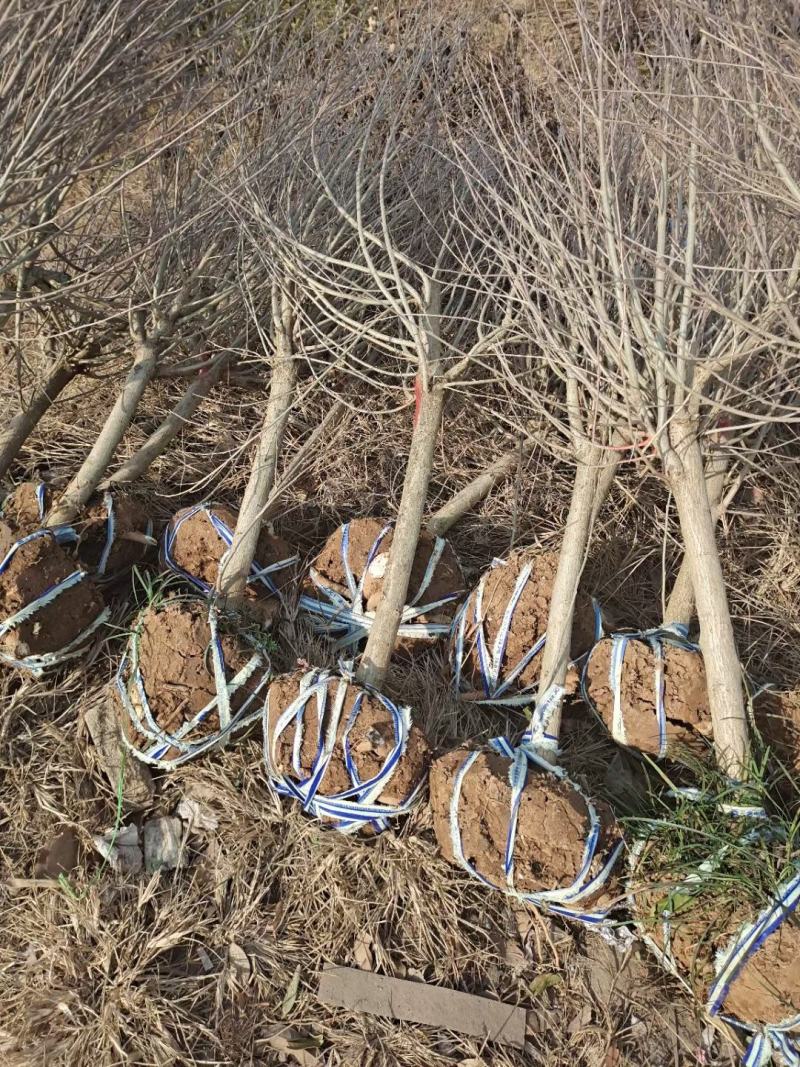 木槿4公分木槿带土球上车家15元一颗！可视频看货选货