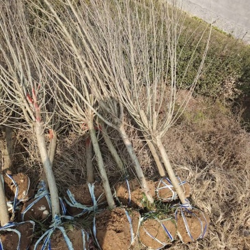 木槿4公分木槿带土球上车家15元一颗！可视频看货选货
