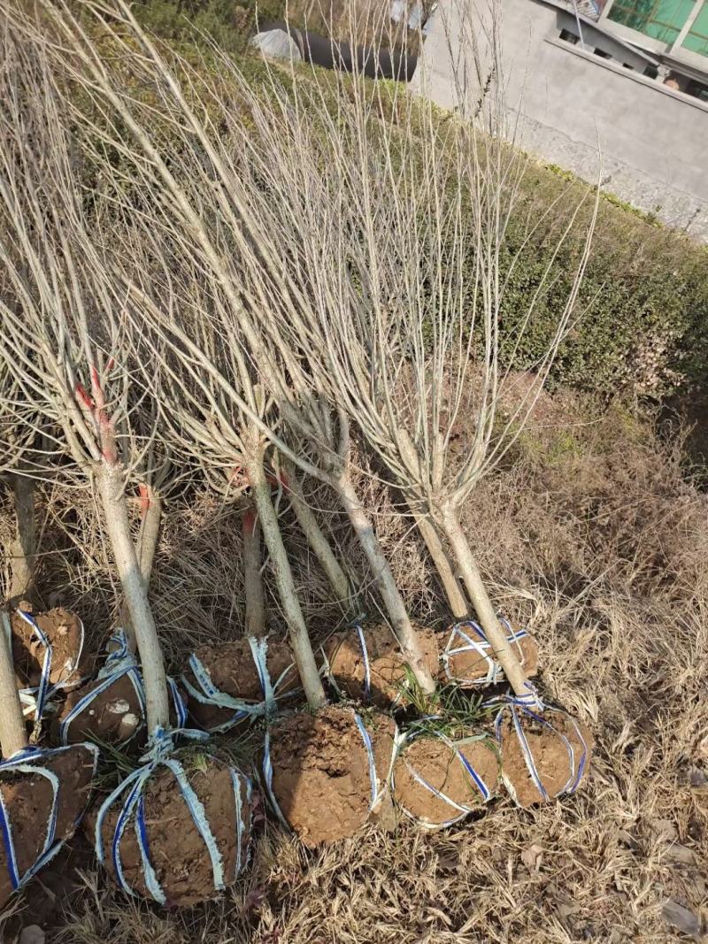 木槿4公分木槿带土球上车家15元一颗！可视频看货选货