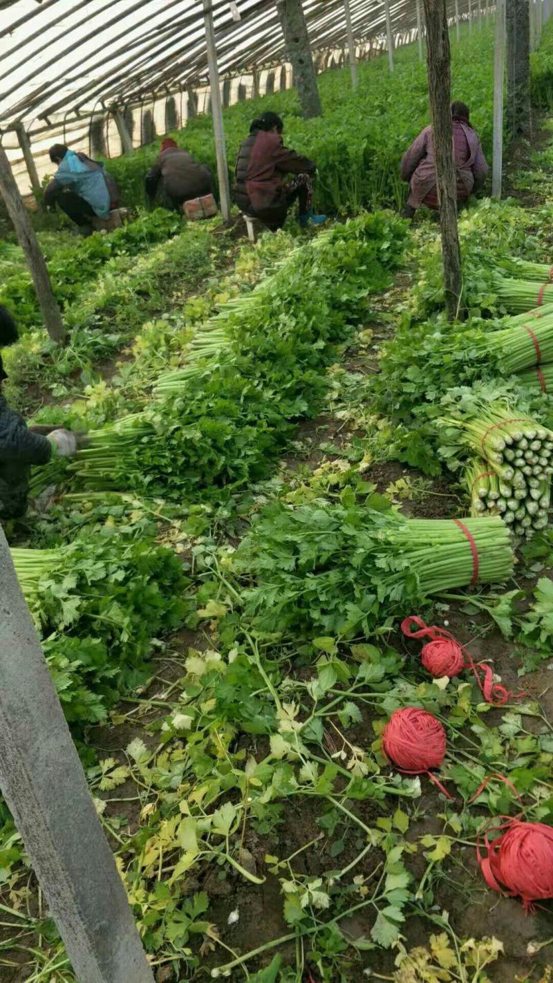精品优质西芹，大棚西芹，美国西芹产地直供，直供全国各地。
