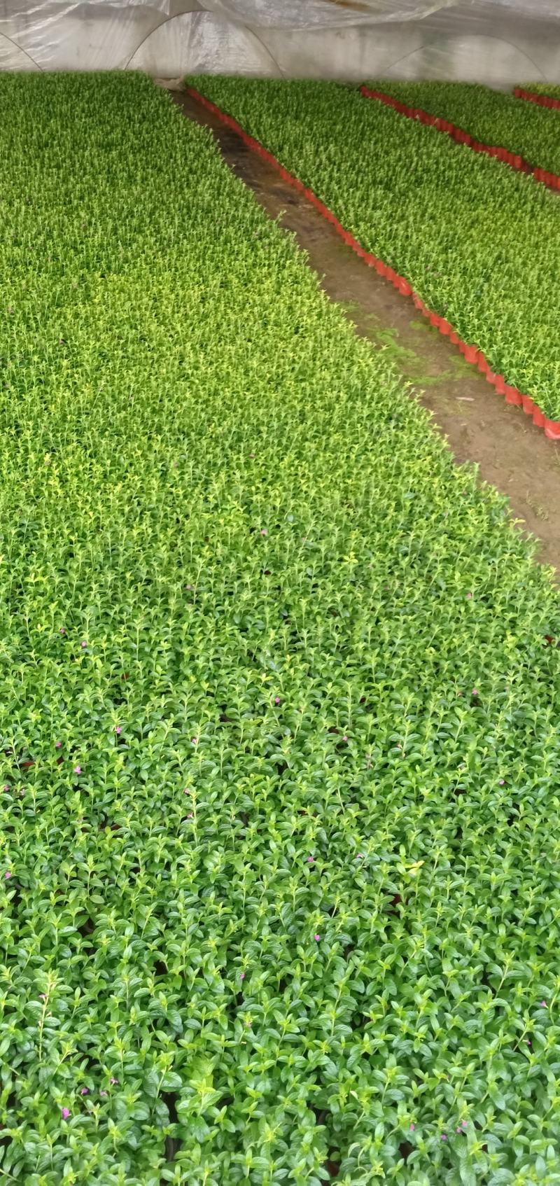 精品满天星大量上市，基地直发直销，诚信经营，欢迎各位老板