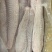 去皮巴沙鱼柳8成2-300g。1-200g去皮原料鱼柳