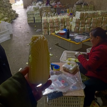 精品娃娃菜大量加工批发